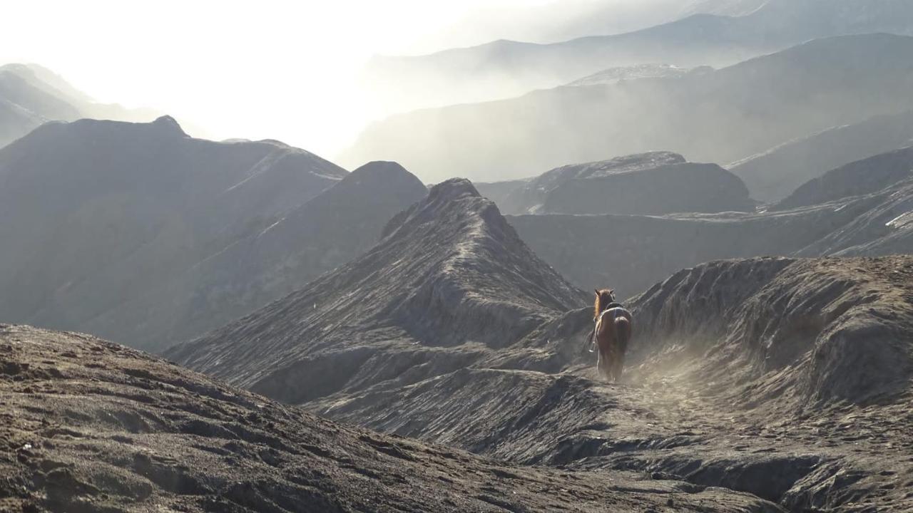 Good Karma Bromo Guesthouse Екстер'єр фото